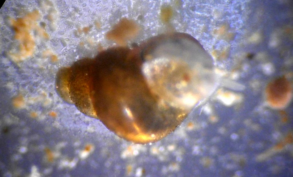 Un millimetro e mezzo di chiocciola acquatica